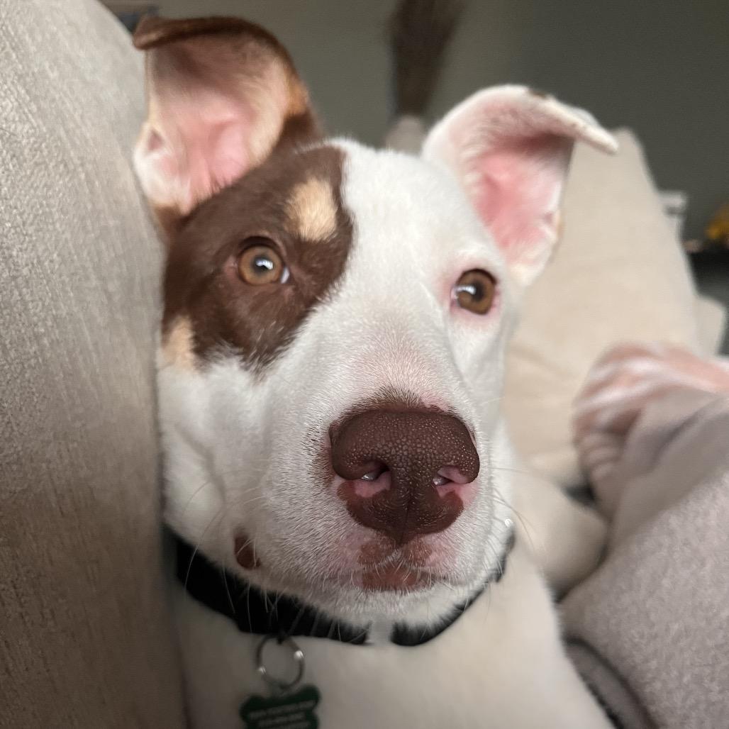 Claire, a Adoptable mixed breed in Nashville, TN image 4/6