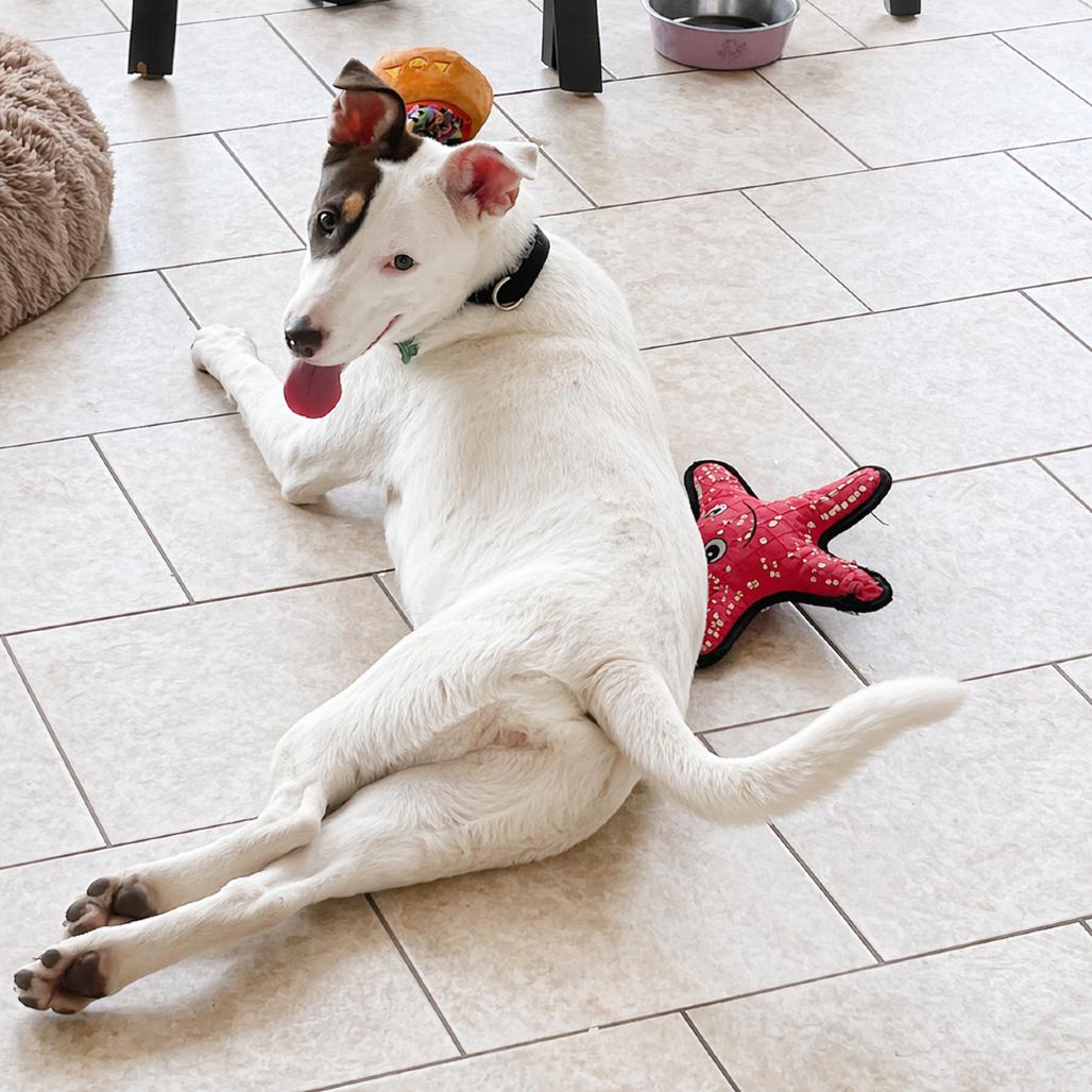 Claire, a Adoptable mixed breed in Nashville, TN image 5/6