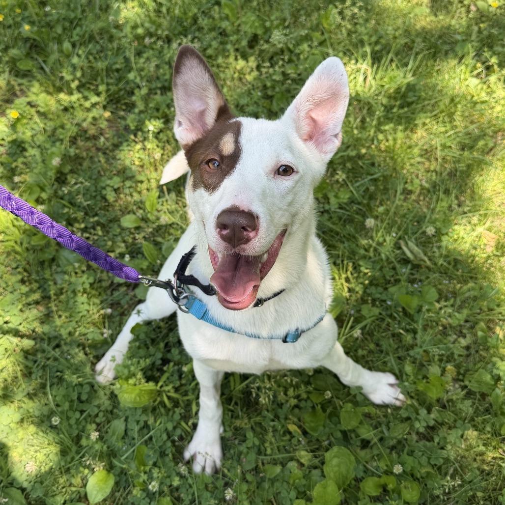 Claire, a Adoptable mixed breed in Nashville, TN image 6/6