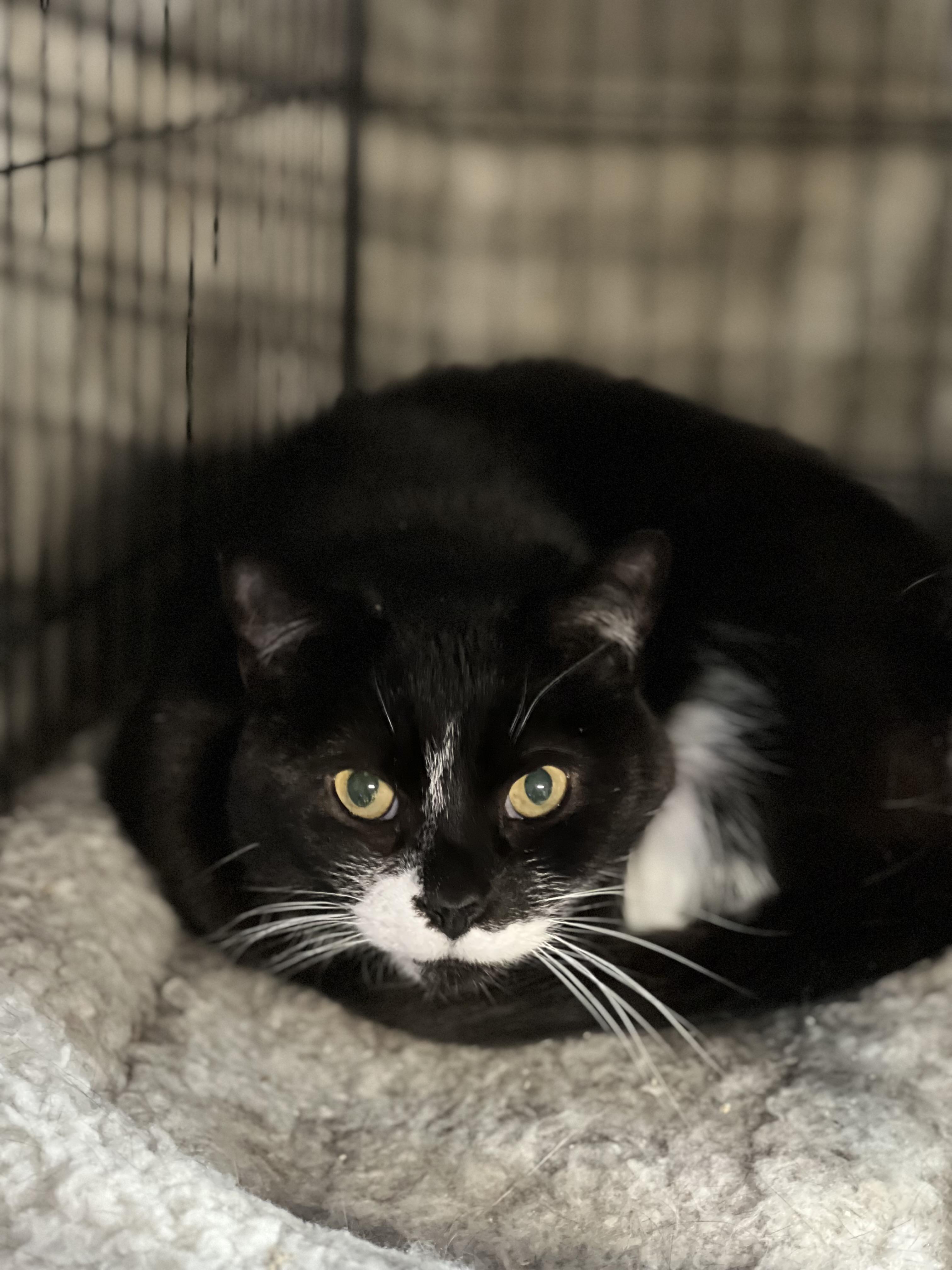 Enlarge Fritzie, a Adoptable Domestic Short Hair in Lisbon, CT image 1/1