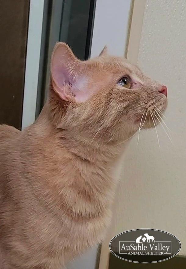 Arthur, a ADOPTABLE Domestic Short Hair in Grayling, MI image 4/6