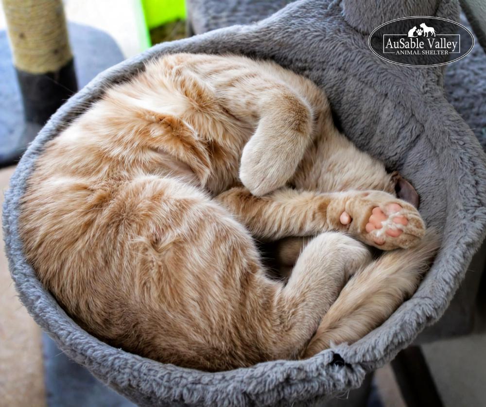 Arthur, a ADOPTABLE Domestic Short Hair in Grayling, MI image 3/6