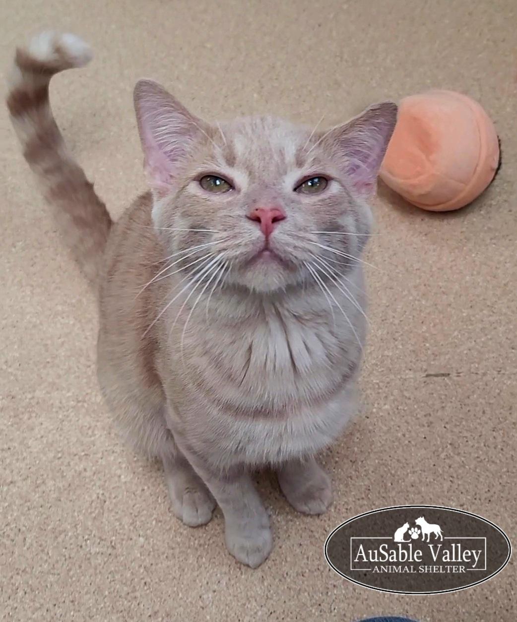 Arthur, a ADOPTABLE Domestic Short Hair in Grayling, MI image 5/6