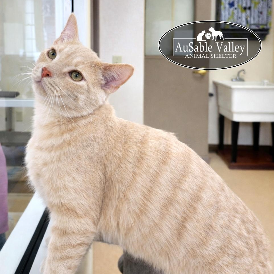 Arthur, a ADOPTABLE Domestic Short Hair in Grayling, MI image 1/6
