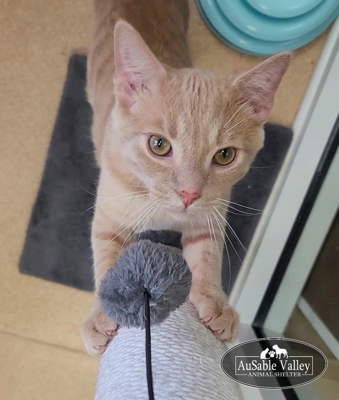 Arthur, a ADOPTABLE Domestic Short Hair in Grayling, MI image 6/6