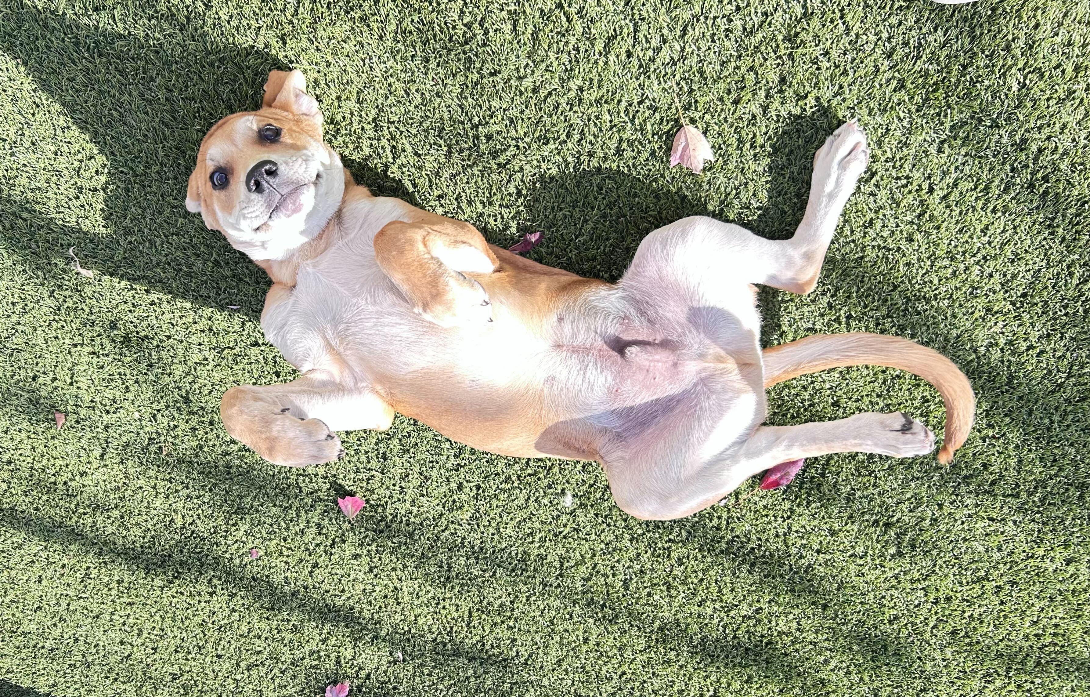 Walnut, a Adoptable mixed breed in O'Fallon, MO image 1/2