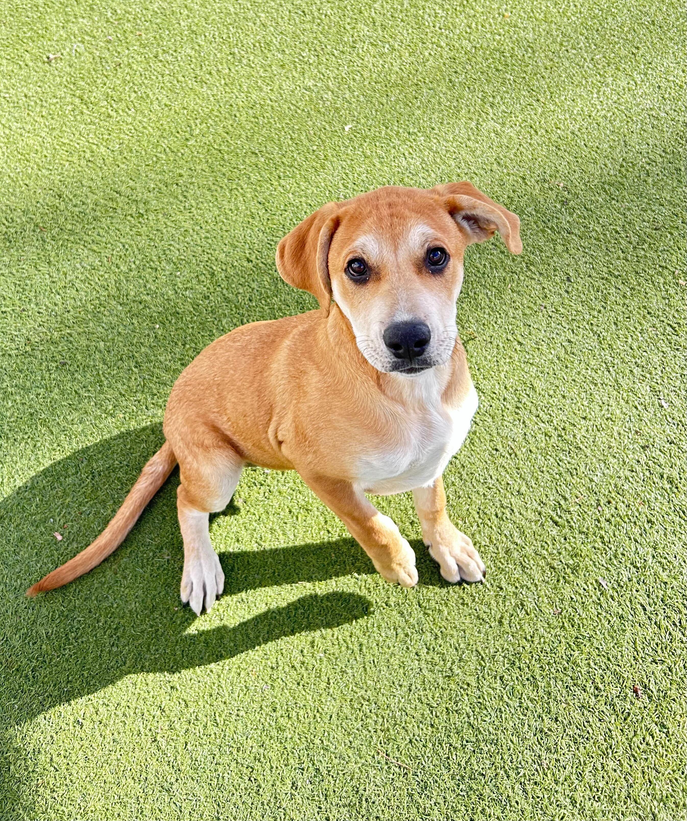 Walnut, a Adoptable mixed breed in O'Fallon, MO image 2/2