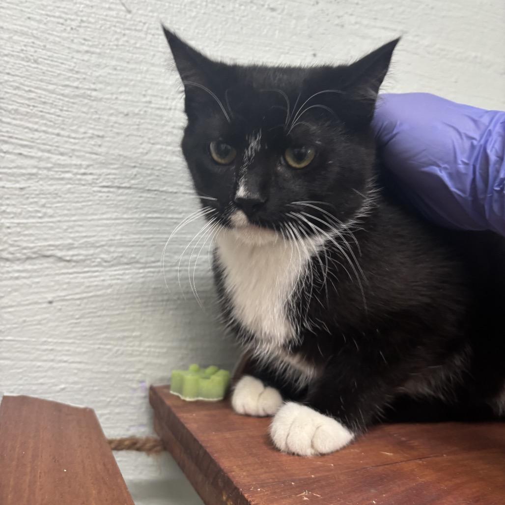 Enlarge Dominic, a Adoptable Domestic Short Hair in Clanton, AL image 1/1