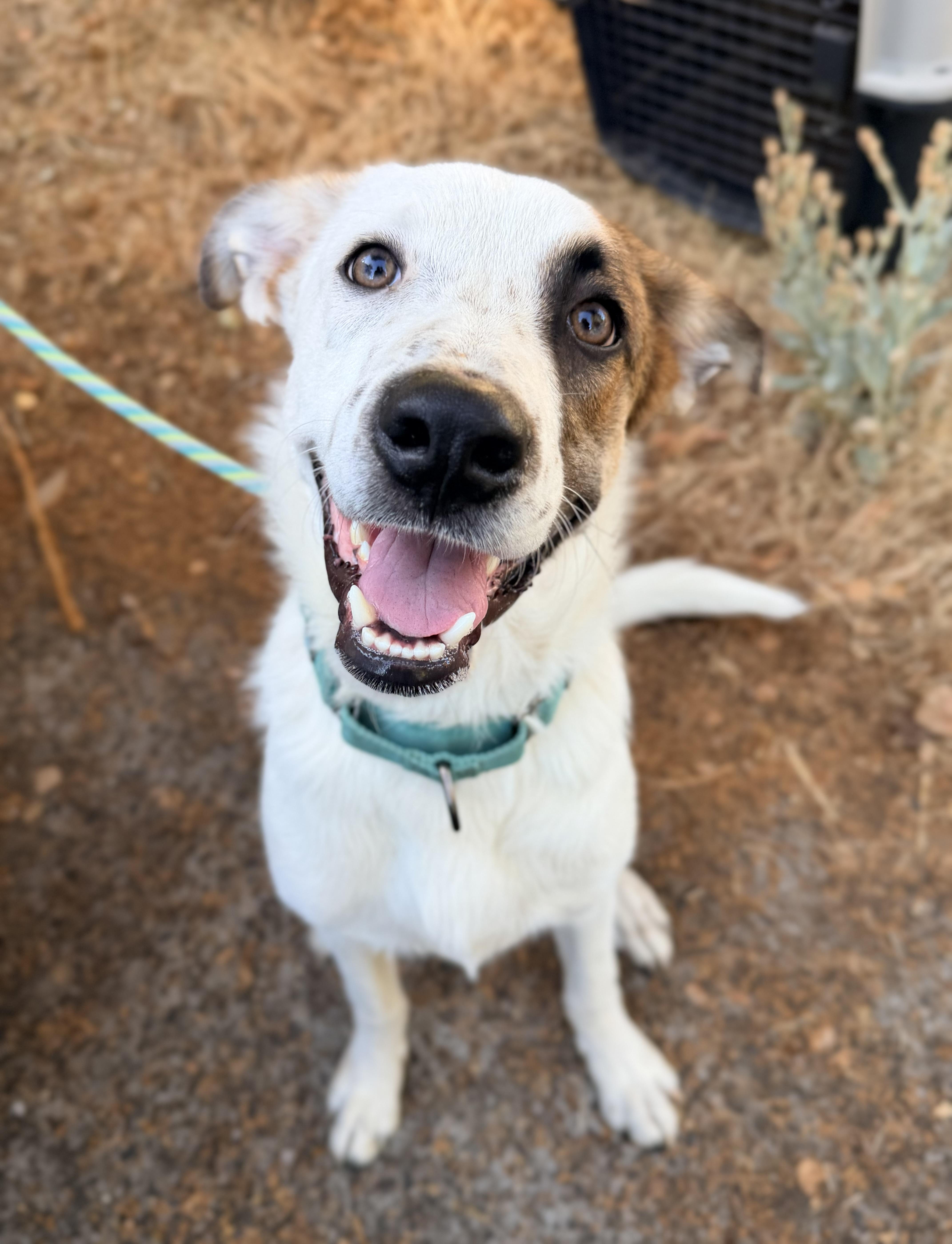 Enlarge Dupree, a Adopted mixed breed in Beavercreek, OR image 5/6