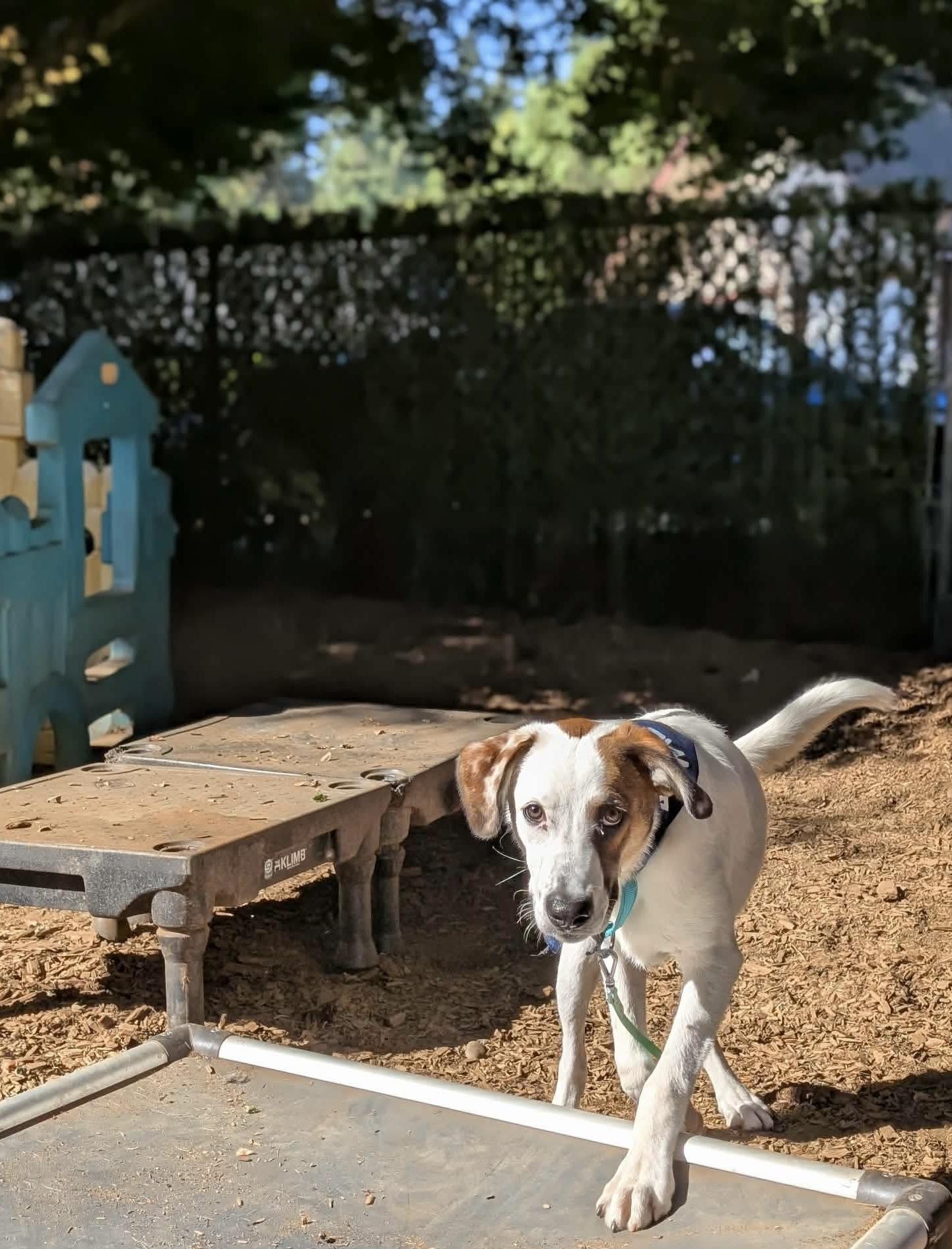 Dupree, an adoptable mixed breed in Beavercreek, OR image 5/6