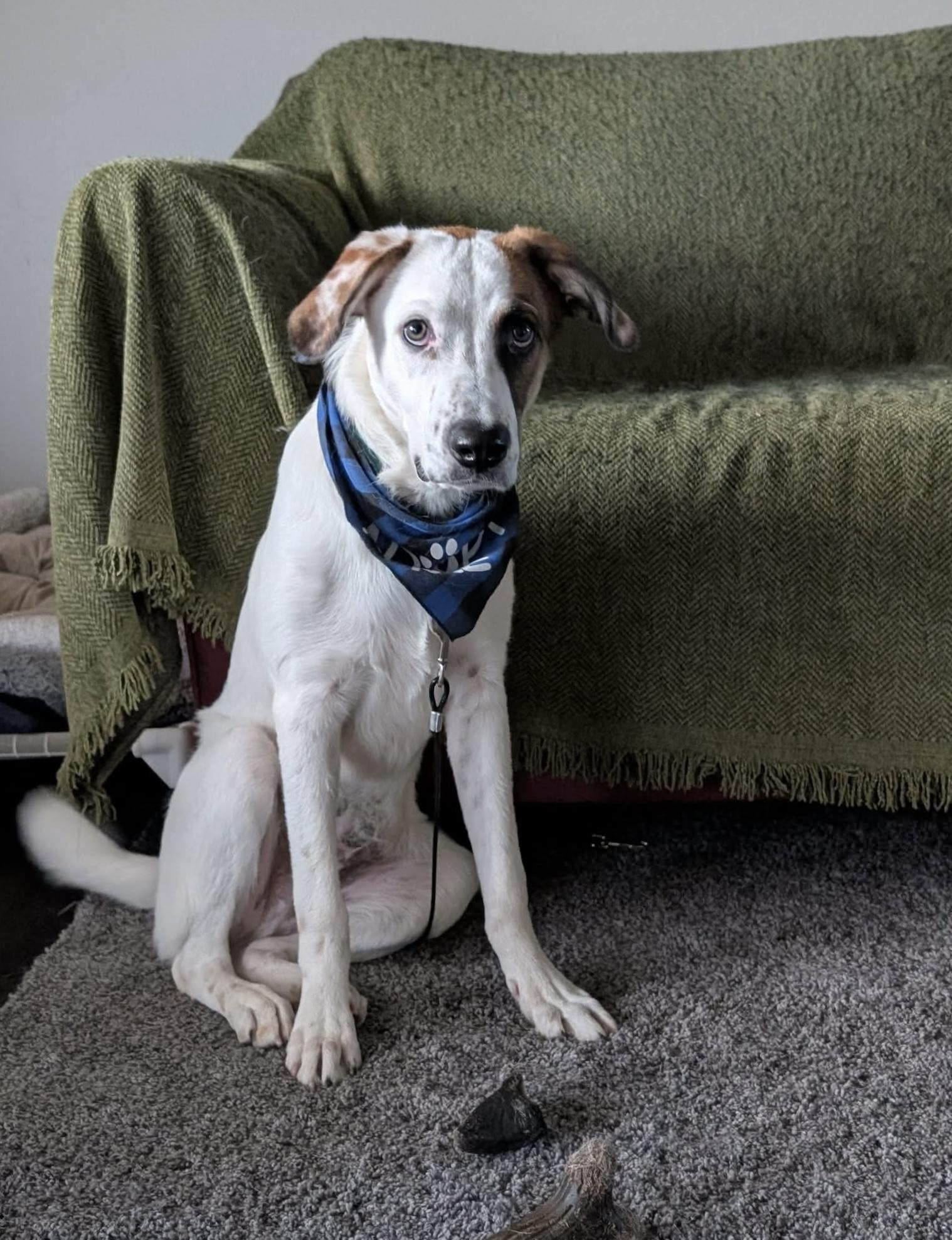 Dupree, an adoptable mixed breed in Beavercreek, OR image 6/6