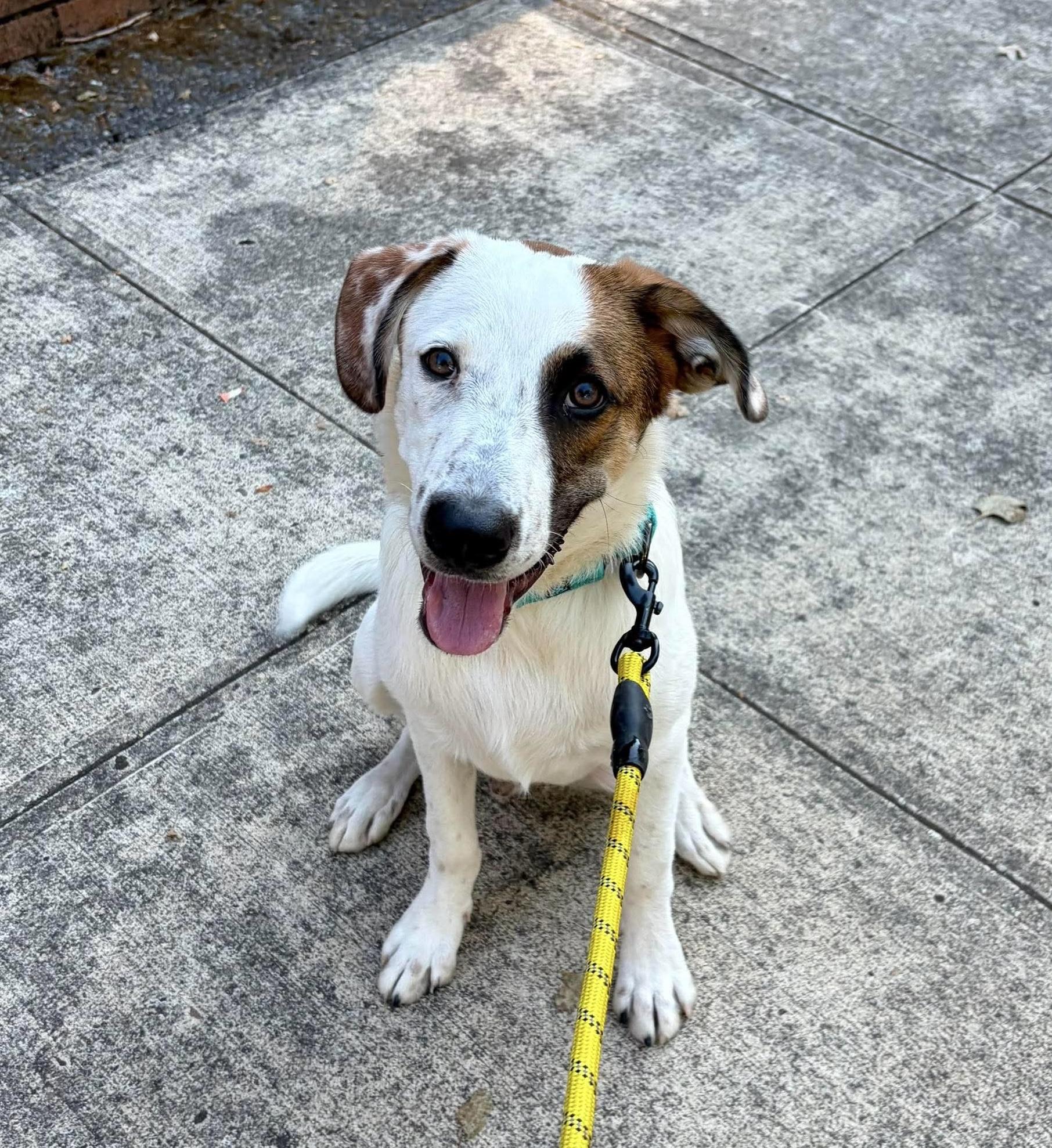 Dupree, an adoptable mixed breed in Beavercreek, OR image 2/6