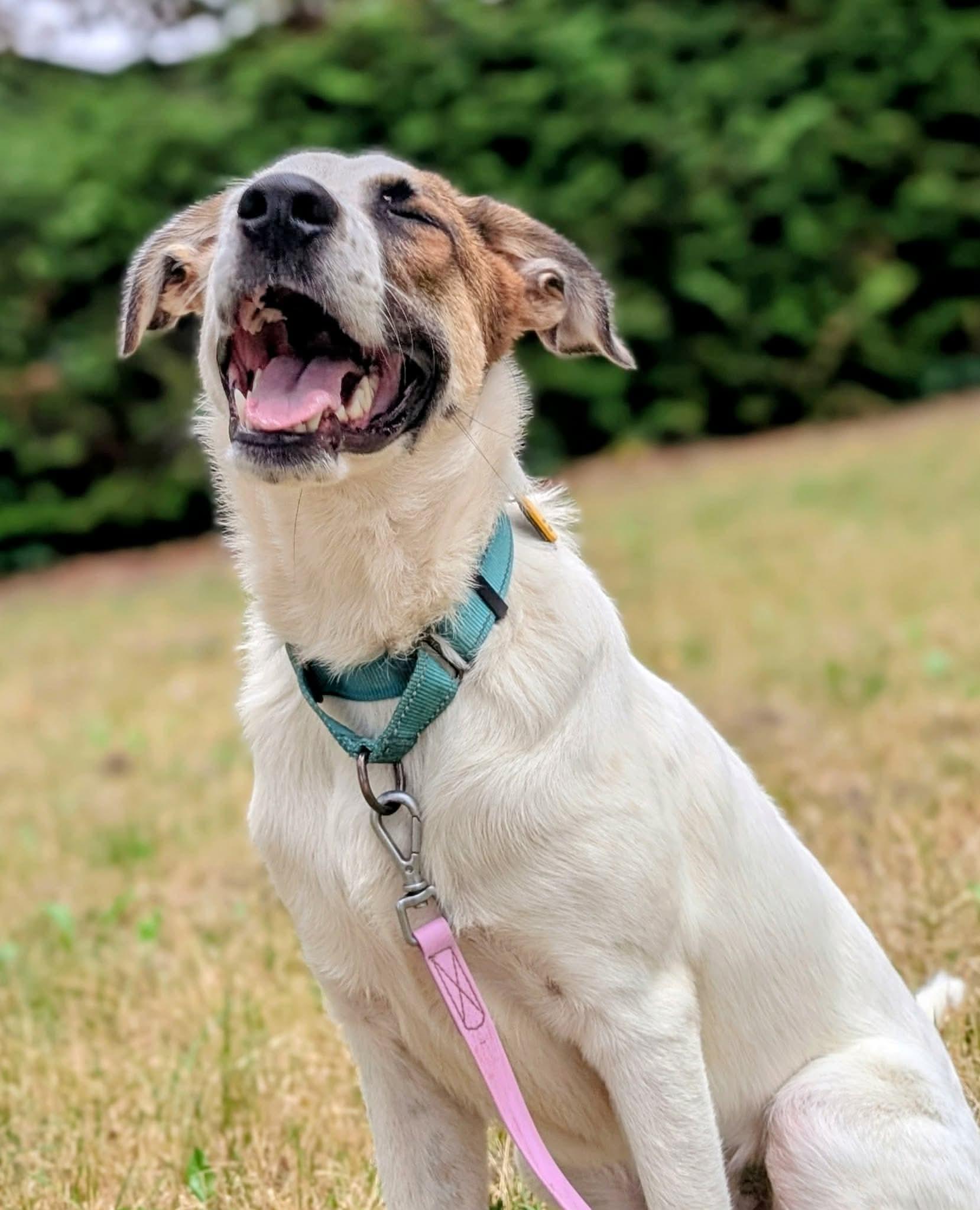 Enlarge Dupree, a Adopted mixed breed in Beavercreek, OR image 2/6