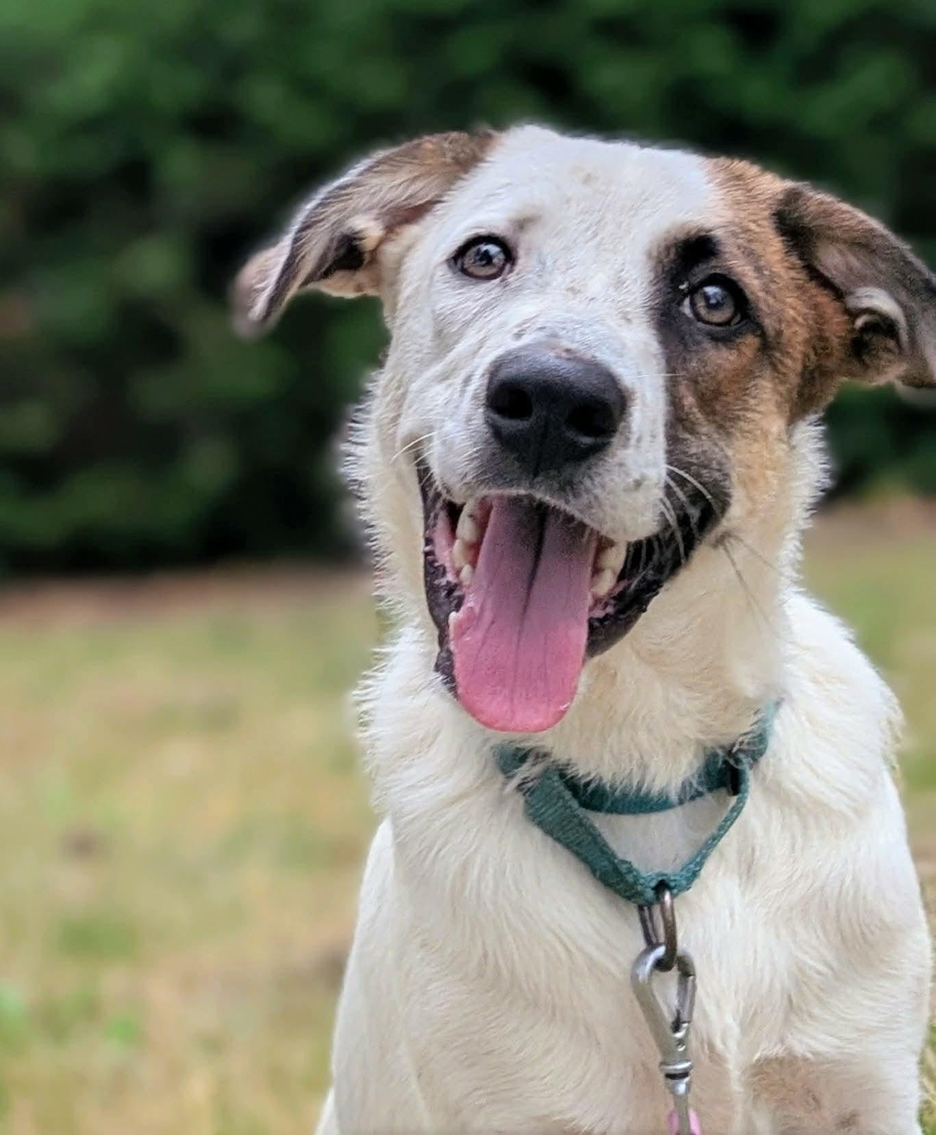 Enlarge Dupree, a Adopted mixed breed in Beavercreek, OR image 1/6