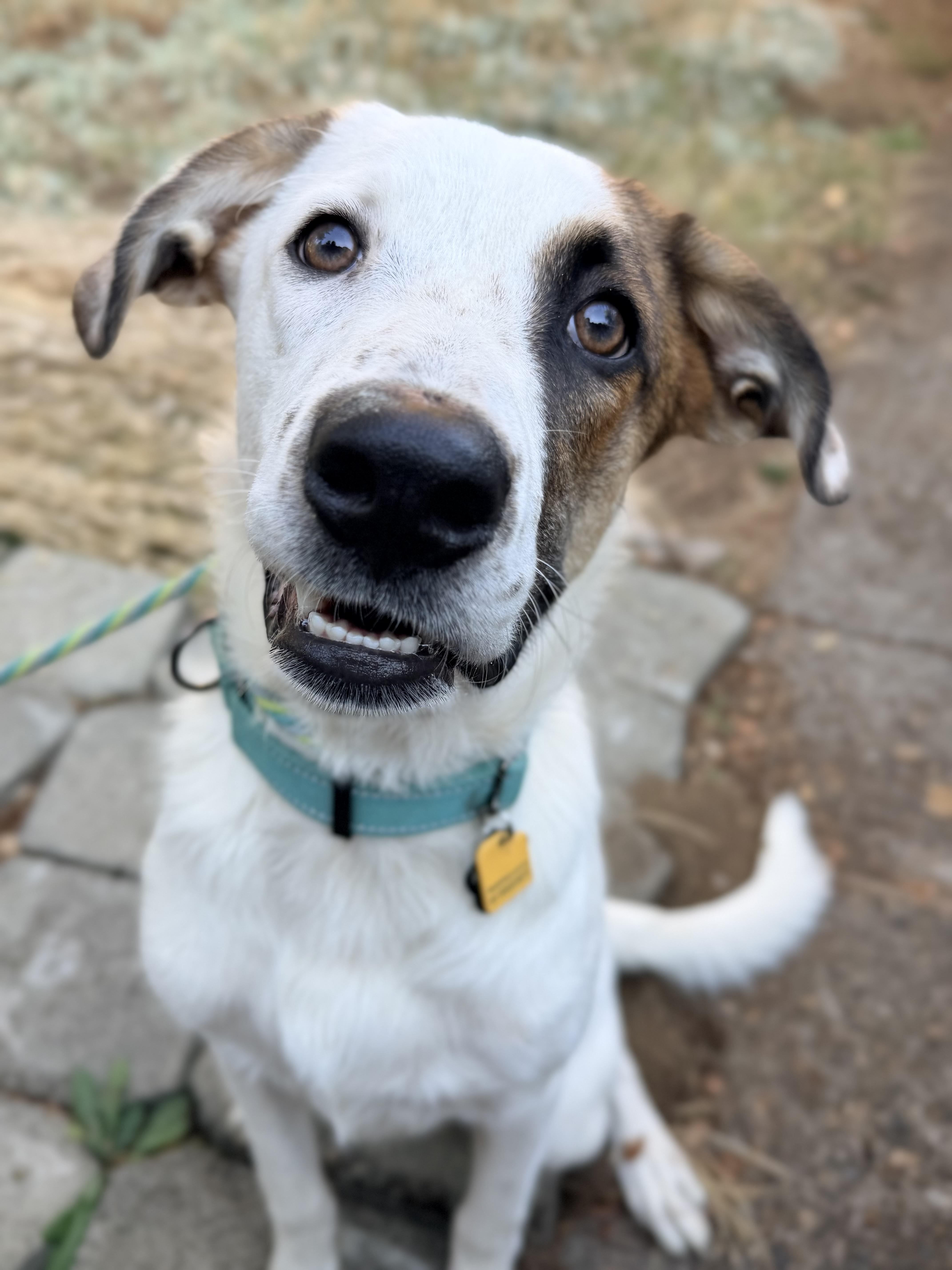 Enlarge Dupree, a Adopted mixed breed in Beavercreek, OR image 4/6