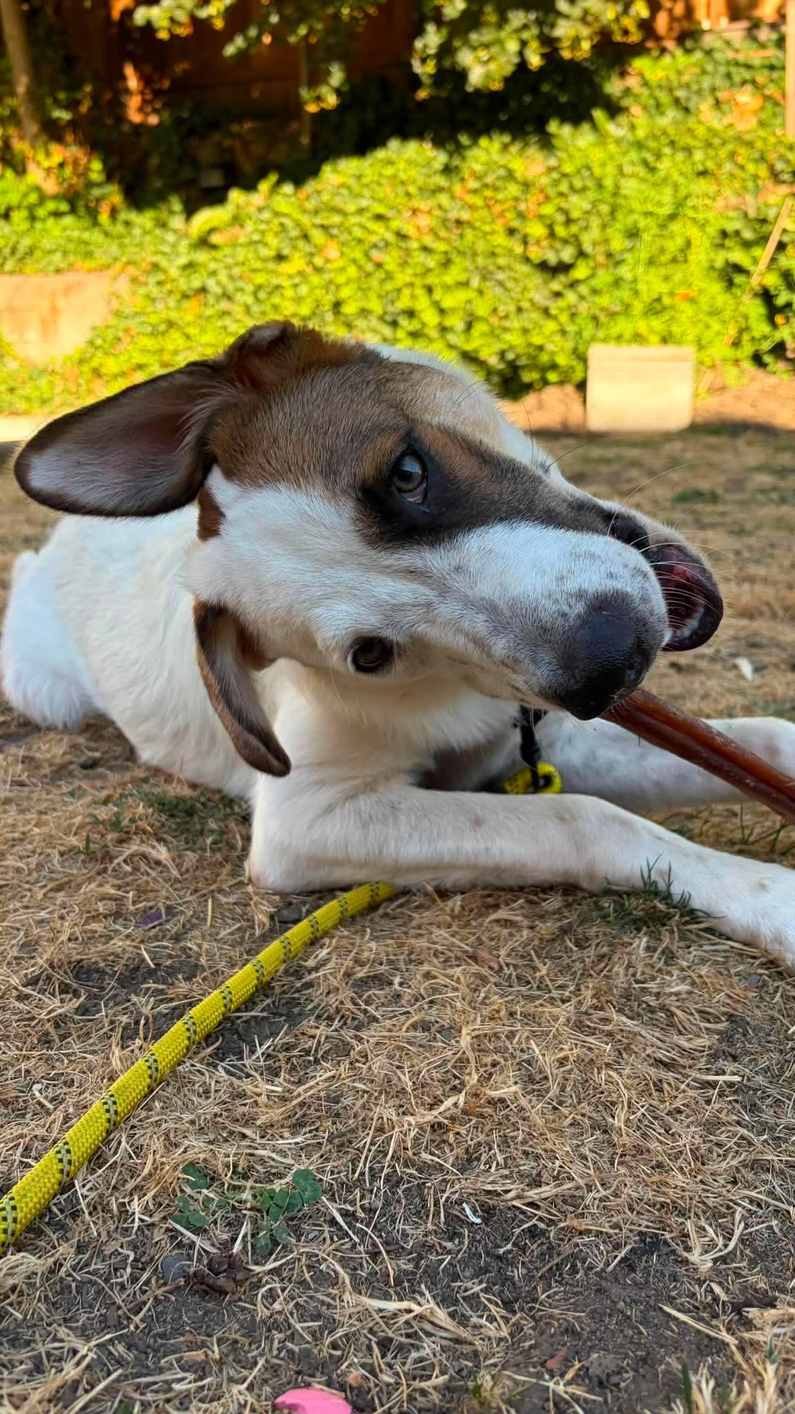 Dupree, an adoptable mixed breed in Beavercreek, OR image 3/6