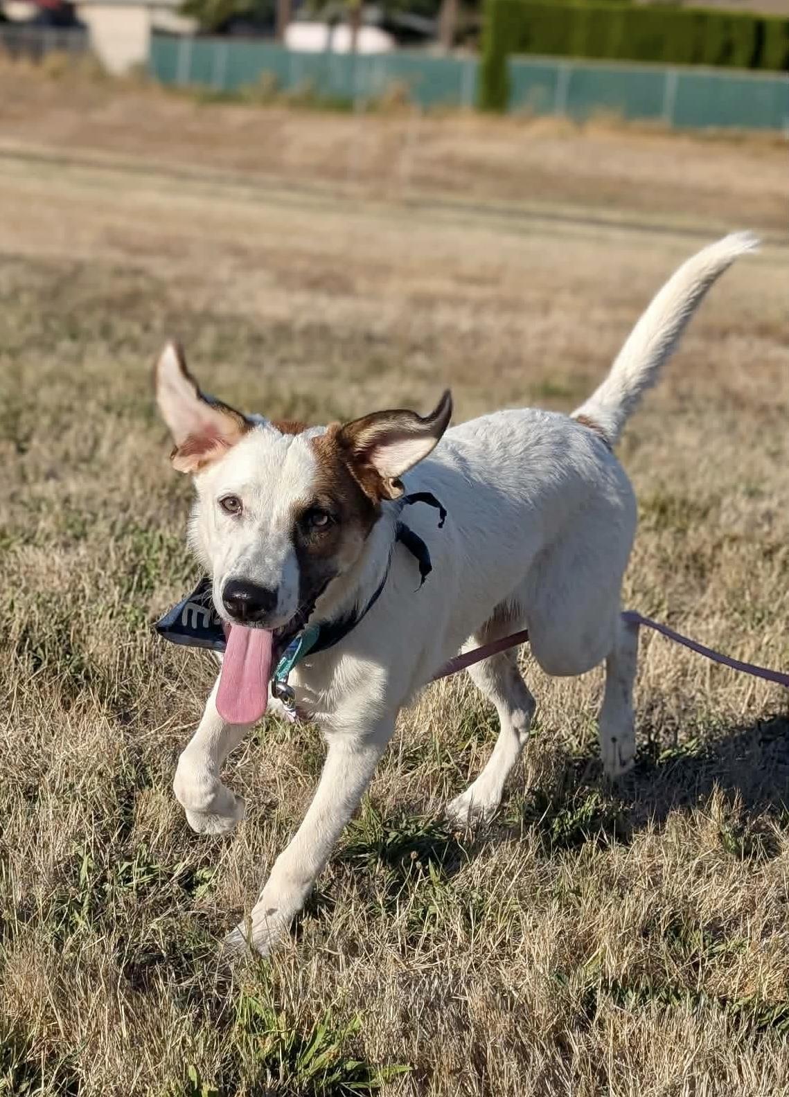 Enlarge Dupree, a Adopted mixed breed in Beavercreek, OR image 3/6
