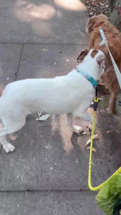 Enlarge Dupree, an adoptable mixed breed in Beavercreek, OR video 4/6