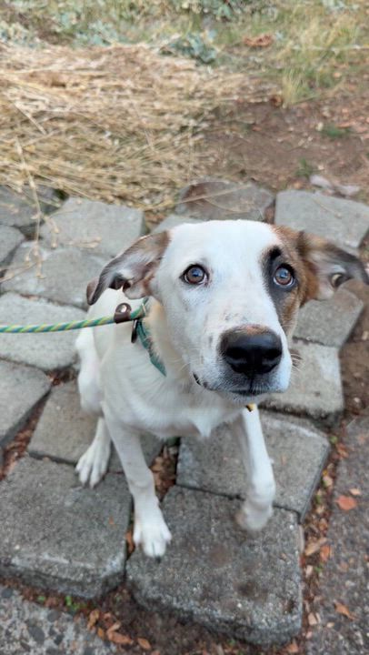 Enlarge Dupree, a Adopted mixed breed in Beavercreek, OR video 6/6