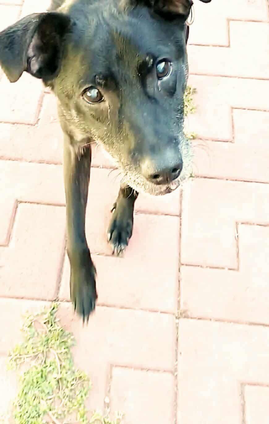 Titan, Adoptable, Senior Male Mixed Breed.