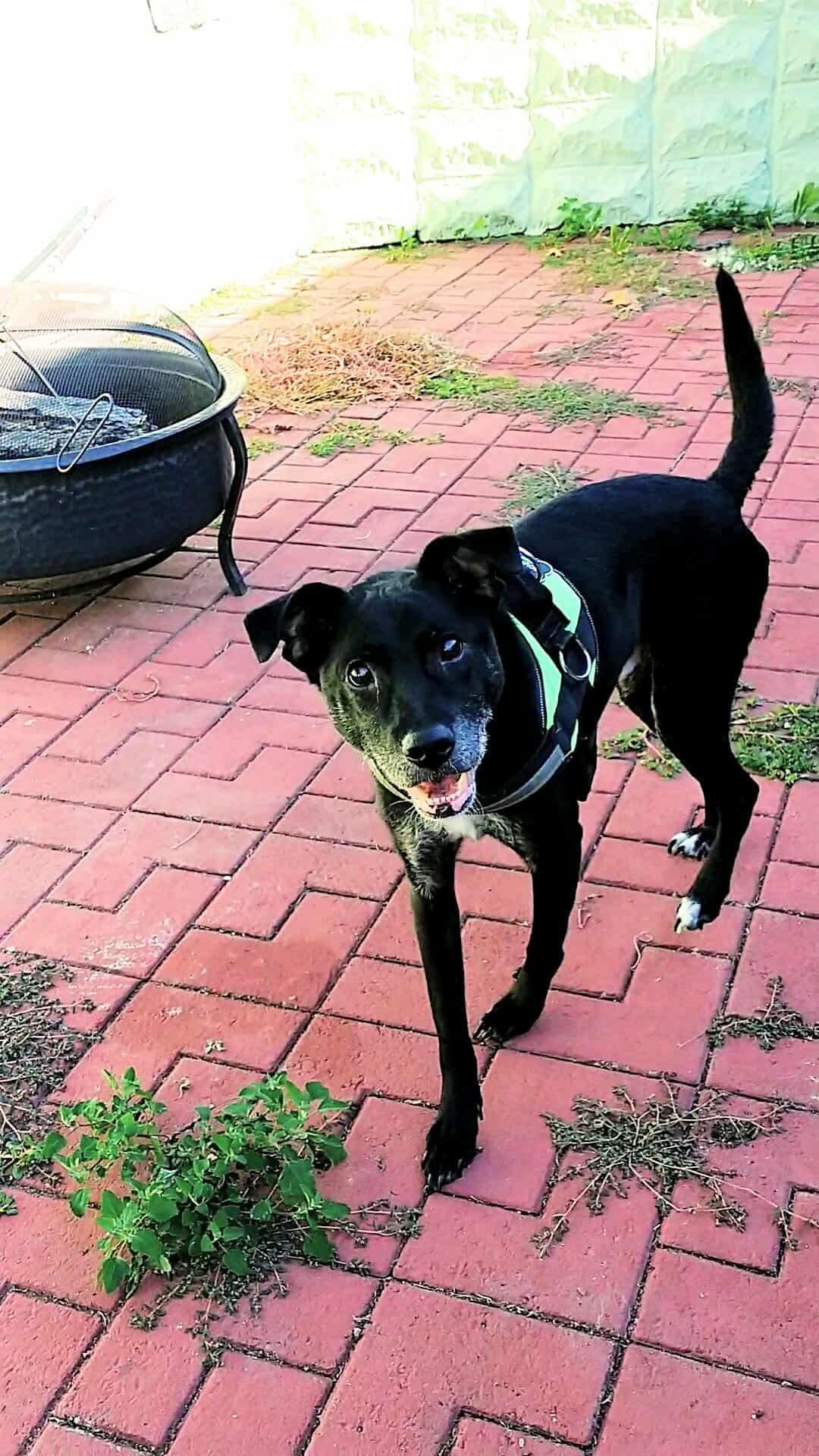 Enlarge Titan, a Adoptable Mixed Breed in Manchester, CT image 2/3
