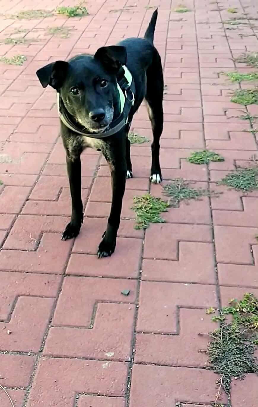 Enlarge Titan, a Adoptable Mixed Breed in Manchester, CT image 3/3