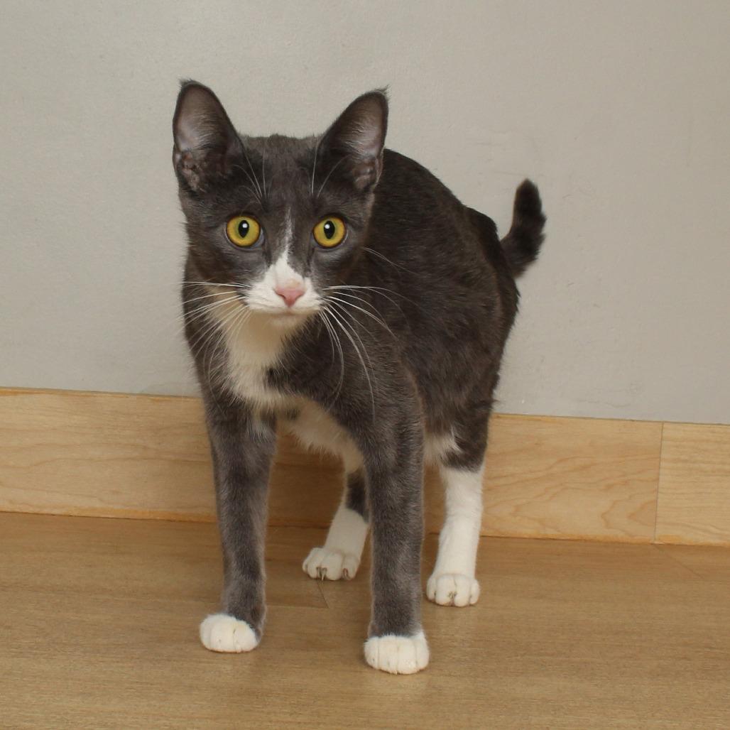 Enlarge Pretty Momma C68689, a Adoptable Domestic Short Hair in Minnetonka, MN image 1/6
