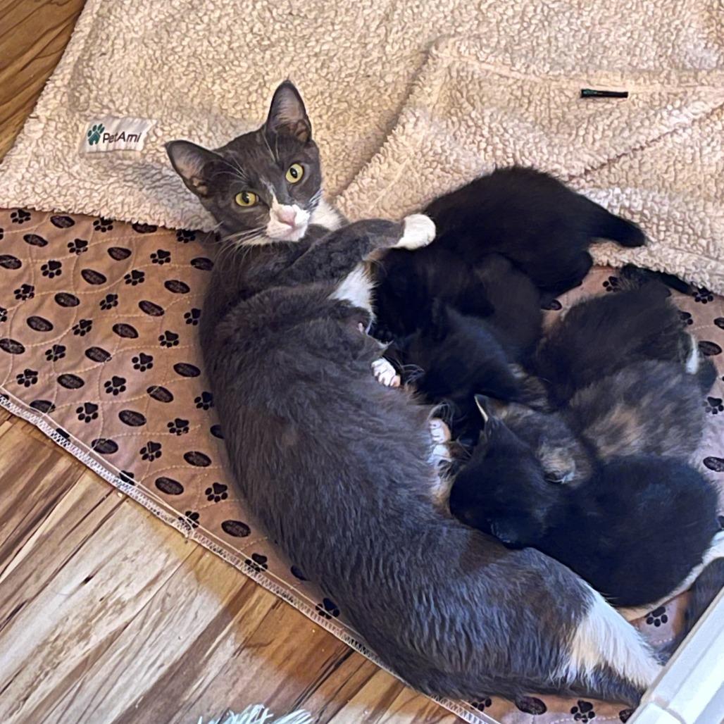 Enlarge Pretty Momma C68689, a Adoptable Domestic Short Hair in Minnetonka, MN image 2/6