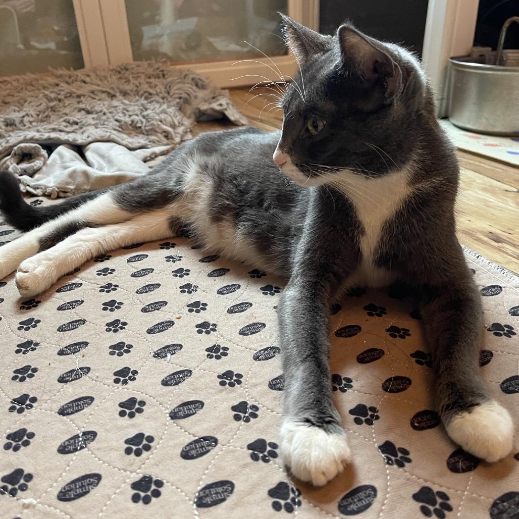 Enlarge Pretty Momma C68689, a Adoptable Domestic Short Hair in Minnetonka, MN image 3/6