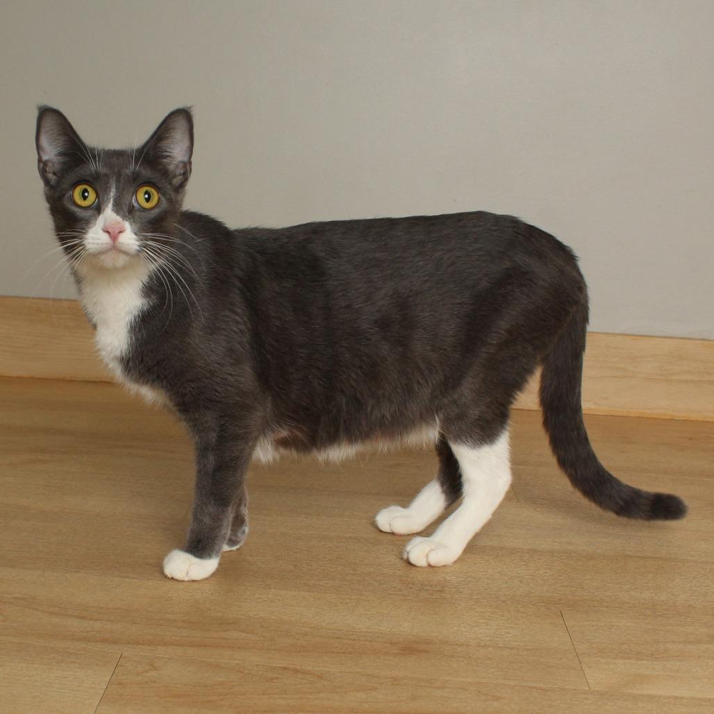Enlarge Pretty Momma C68689, a Adoptable Domestic Short Hair in Minnetonka, MN image 4/6