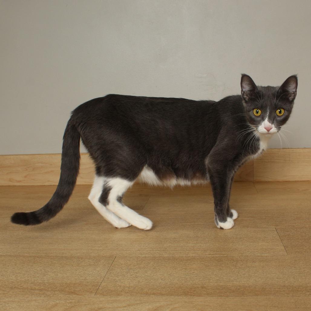 Enlarge Pretty Momma C68689, a Adoptable Domestic Short Hair in Minnetonka, MN image 6/6