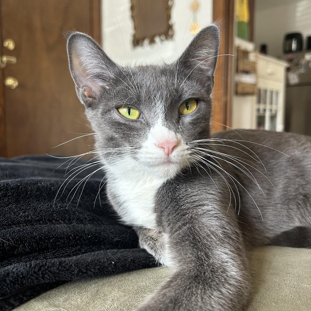 Enlarge Pretty Momma C68689, a Adoptable Domestic Short Hair in Minnetonka, MN image 4/6