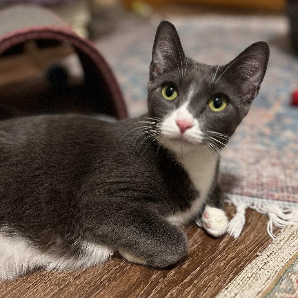 Enlarge Pretty Momma C68689, a Adoptable Domestic Short Hair in Minnetonka, MN image 5/6