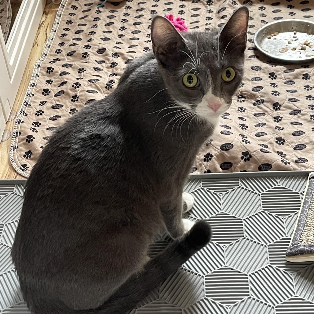 Enlarge Pretty Momma C68689, a Adoptable Domestic Short Hair in Minnetonka, MN image 6/6