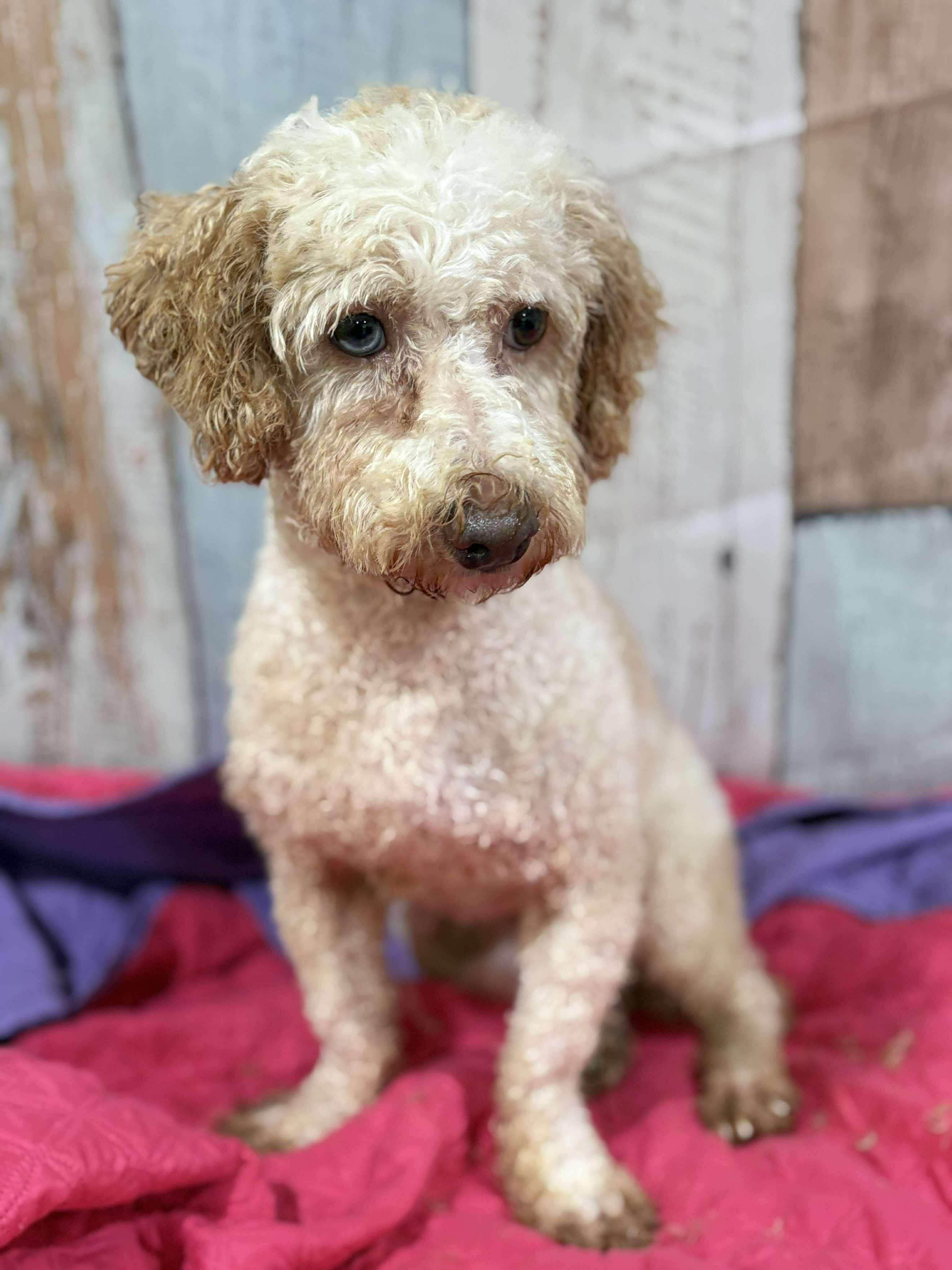 Jagger, an adoptable Cockapoo in Wheelersburg, OH, 45694 | Photo Image 2