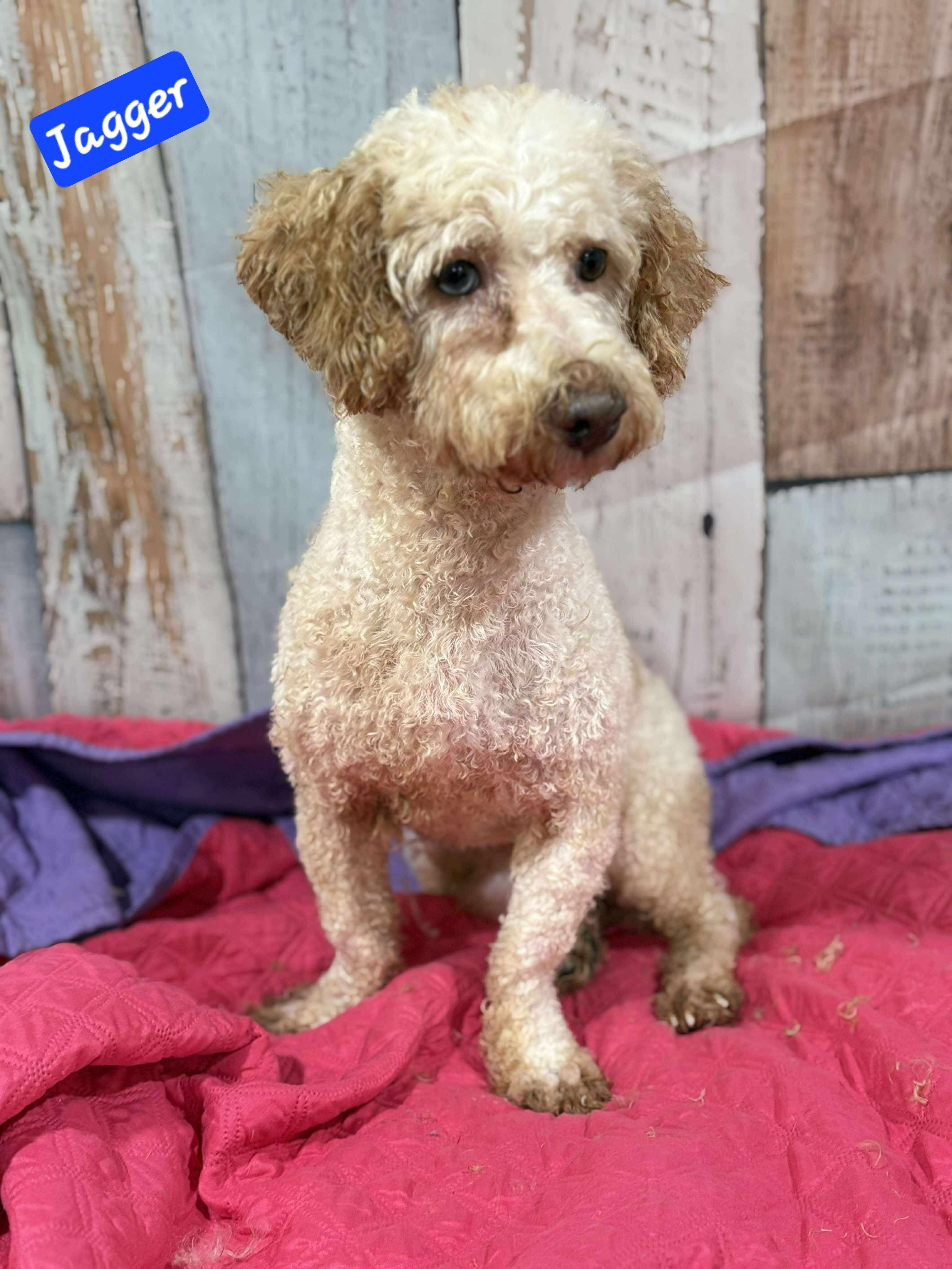 Jagger, an adoptable Cockapoo in Wheelersburg, OH, 45694 | Photo Image 1
