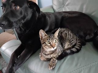 Congo, Adopted, Young Male Domestic Short Hair.