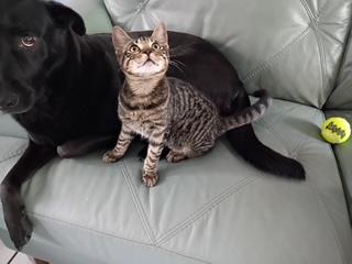 Enlarge Congo, a Adopted Domestic Short Hair in St Petersburg, FL image 2/3