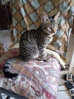 Enlarge Congo, a Adopted Domestic Short Hair in St Petersburg, FL image 3/3