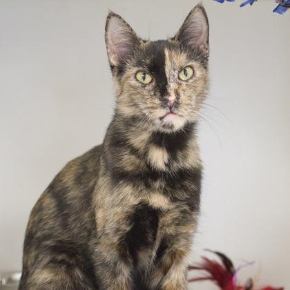 Harlequin, Adoptable, Young Female Domestic Short Hair & Domestic Short Hair.