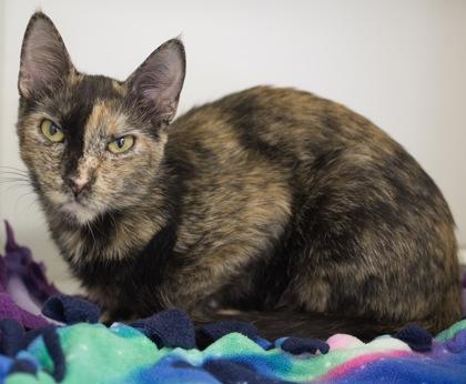 Harlequin, a Adoptable mixed breed in Verona, WI image 2/3