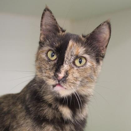 Enlarge Harlequin, a Adoptable mixed breed in Verona, WI image 2/3