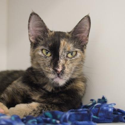 Harlequin, a Adoptable mixed breed in Verona, WI image 2/3