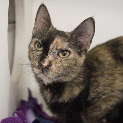 Harlequin, a Adoptable mixed breed in Verona, WI image 3/3