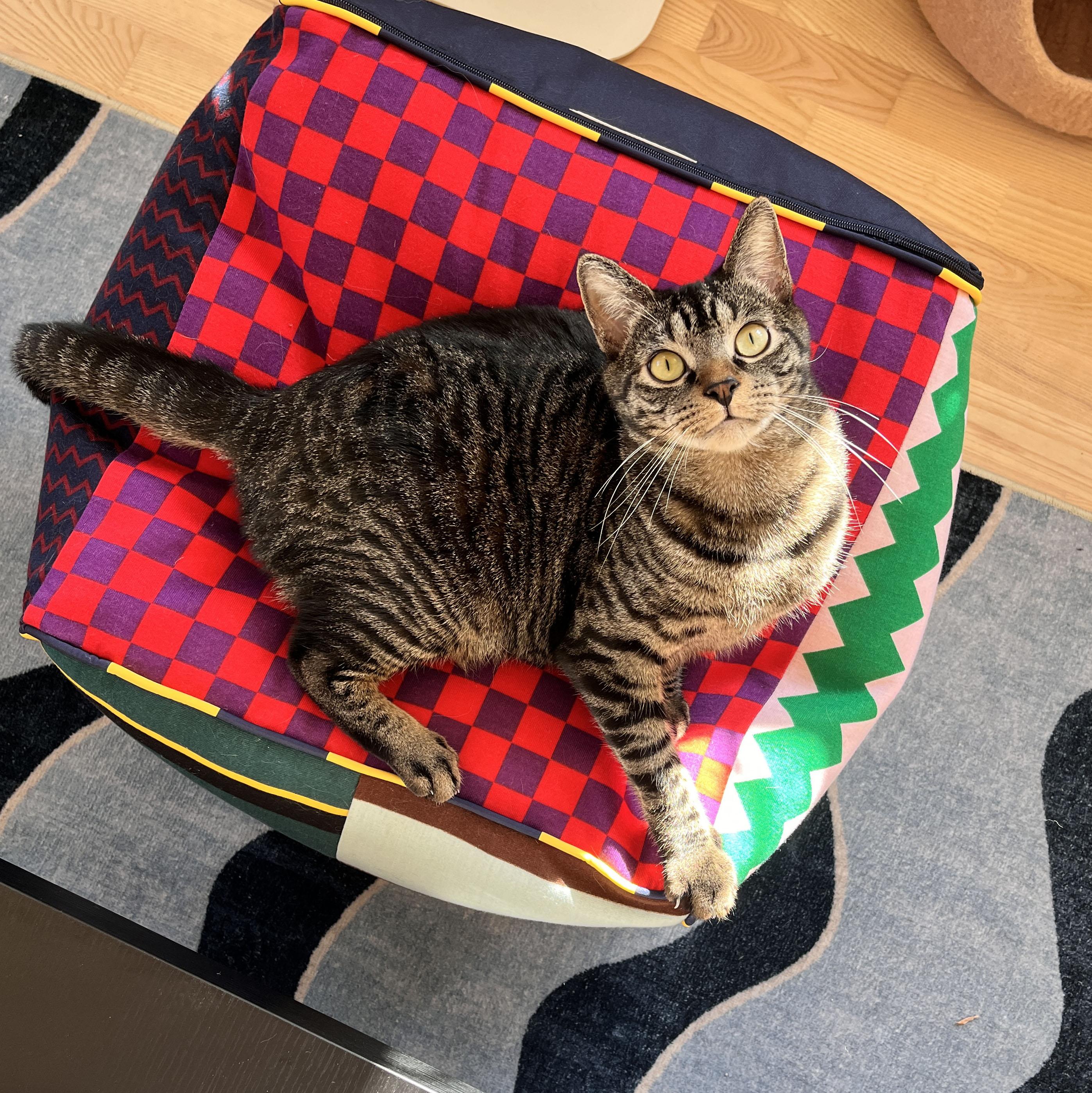 Enlarge Puffer, a ADOPTABLE Domestic Short Hair in BROOKLYN, NY image 5/6