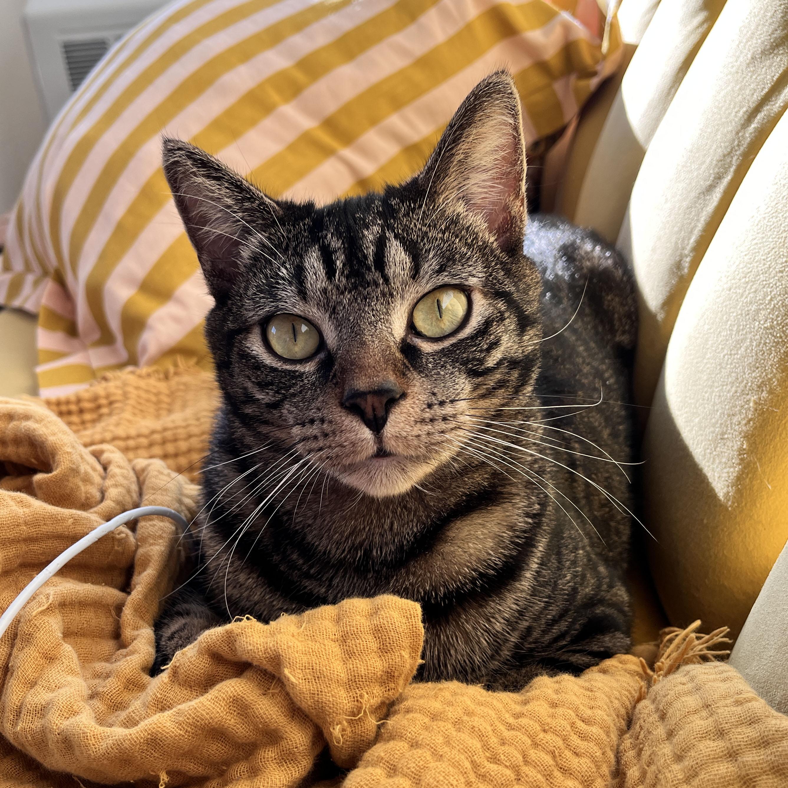 Enlarge Puffer, a ADOPTABLE Domestic Short Hair in BROOKLYN, NY image 6/6
