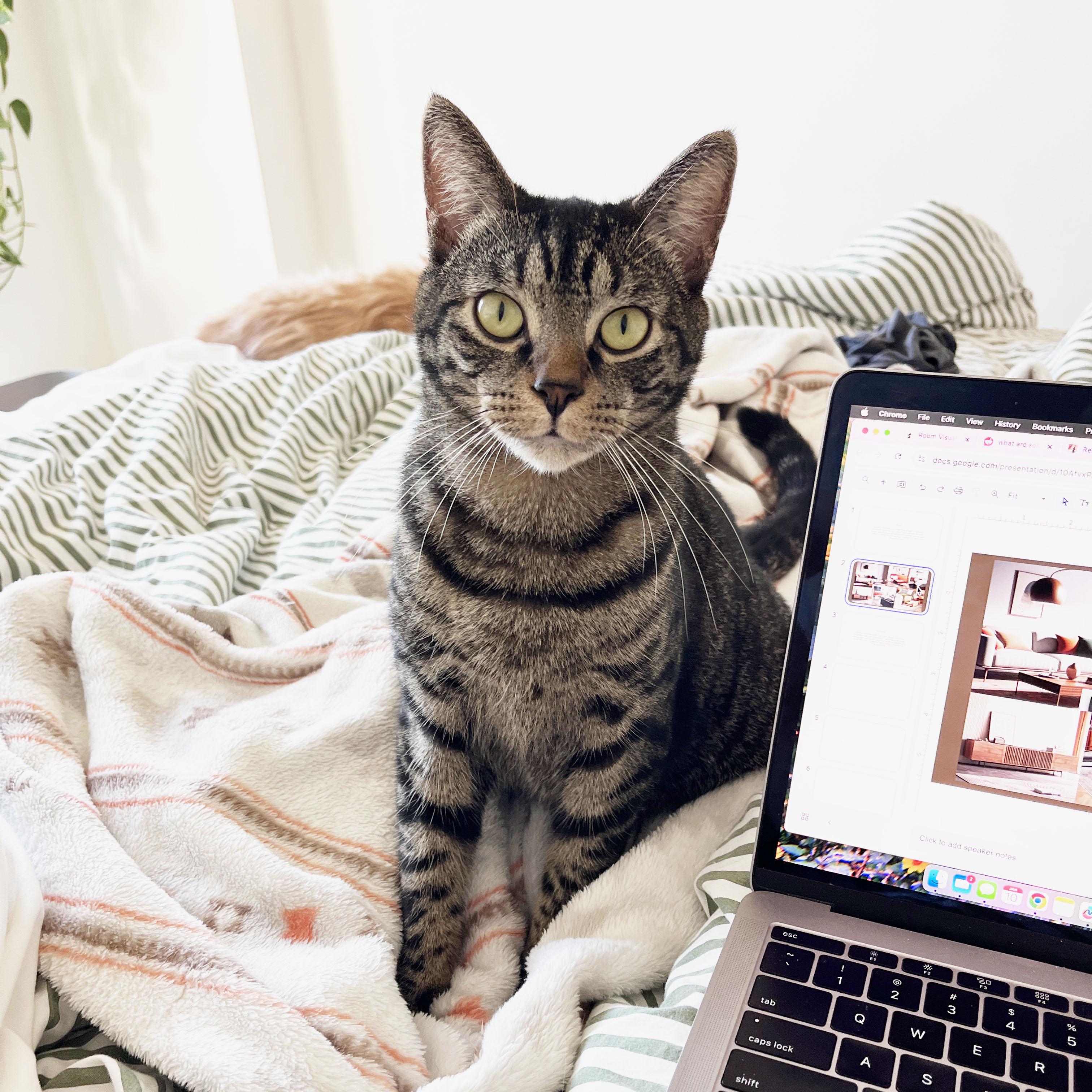 Enlarge Puffer, a ADOPTABLE Domestic Short Hair in BROOKLYN, NY image 4/6