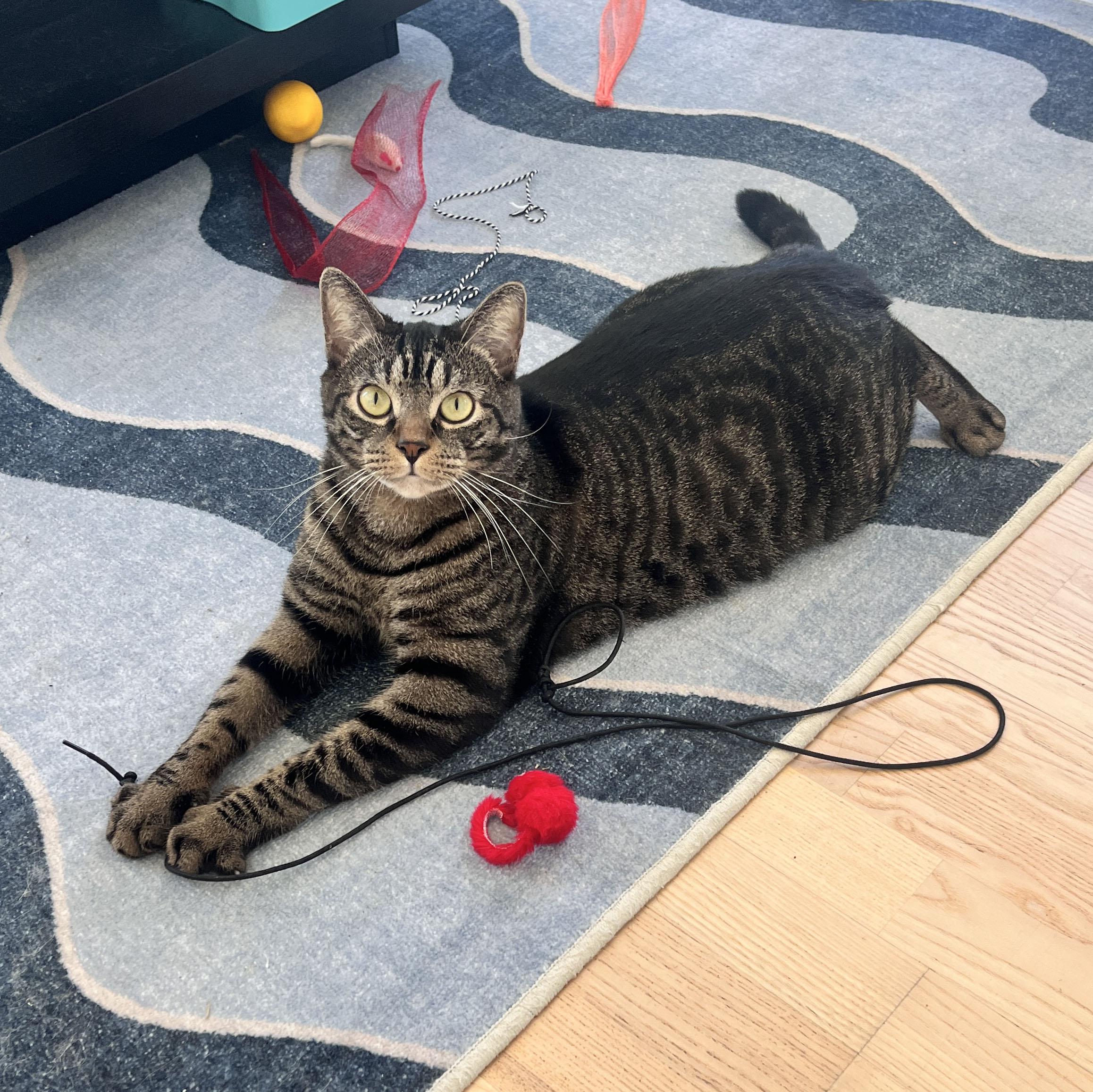 Enlarge Puffer, a ADOPTABLE Domestic Short Hair in BROOKLYN, NY image 1/6