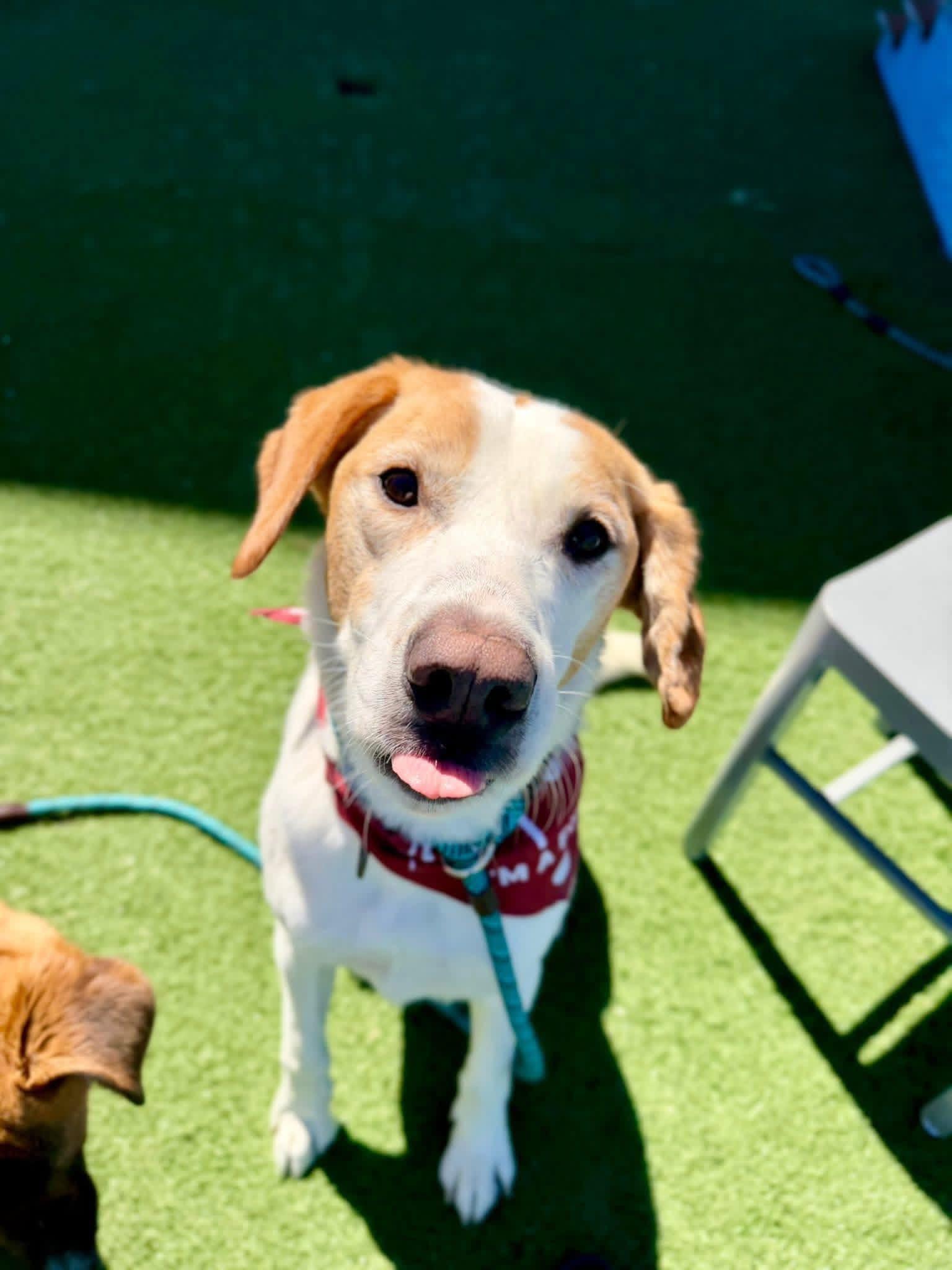 Enlarge Irwin , an adoptable Foxhound in Eureka, MO image 1/3