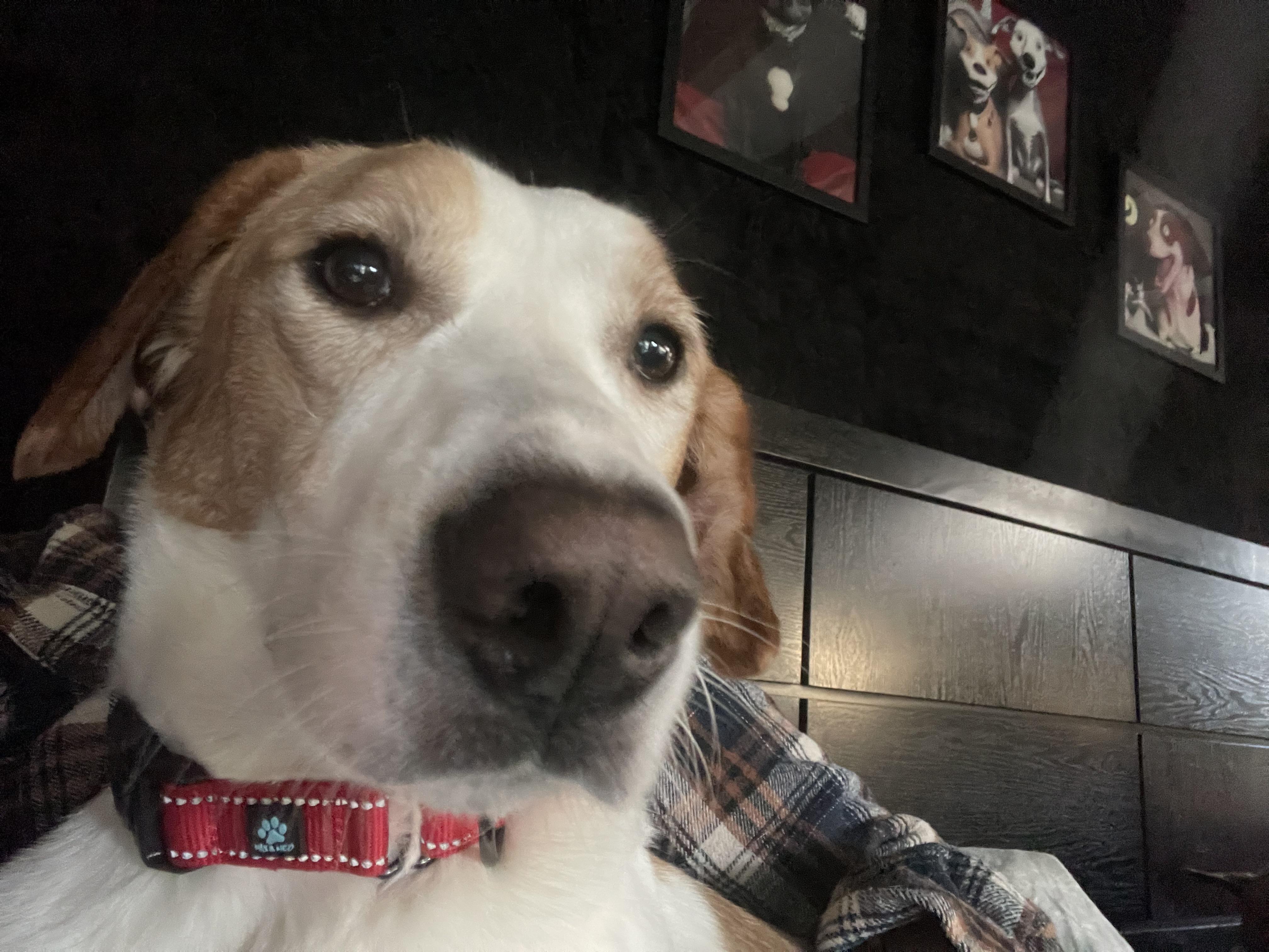 Enlarge Irwin , a ADOPTABLE Foxhound in Eureka, MO image 2/2